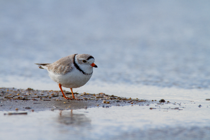 如何快速下载乐鱼体育app,获取最新体育资讯与比分分析